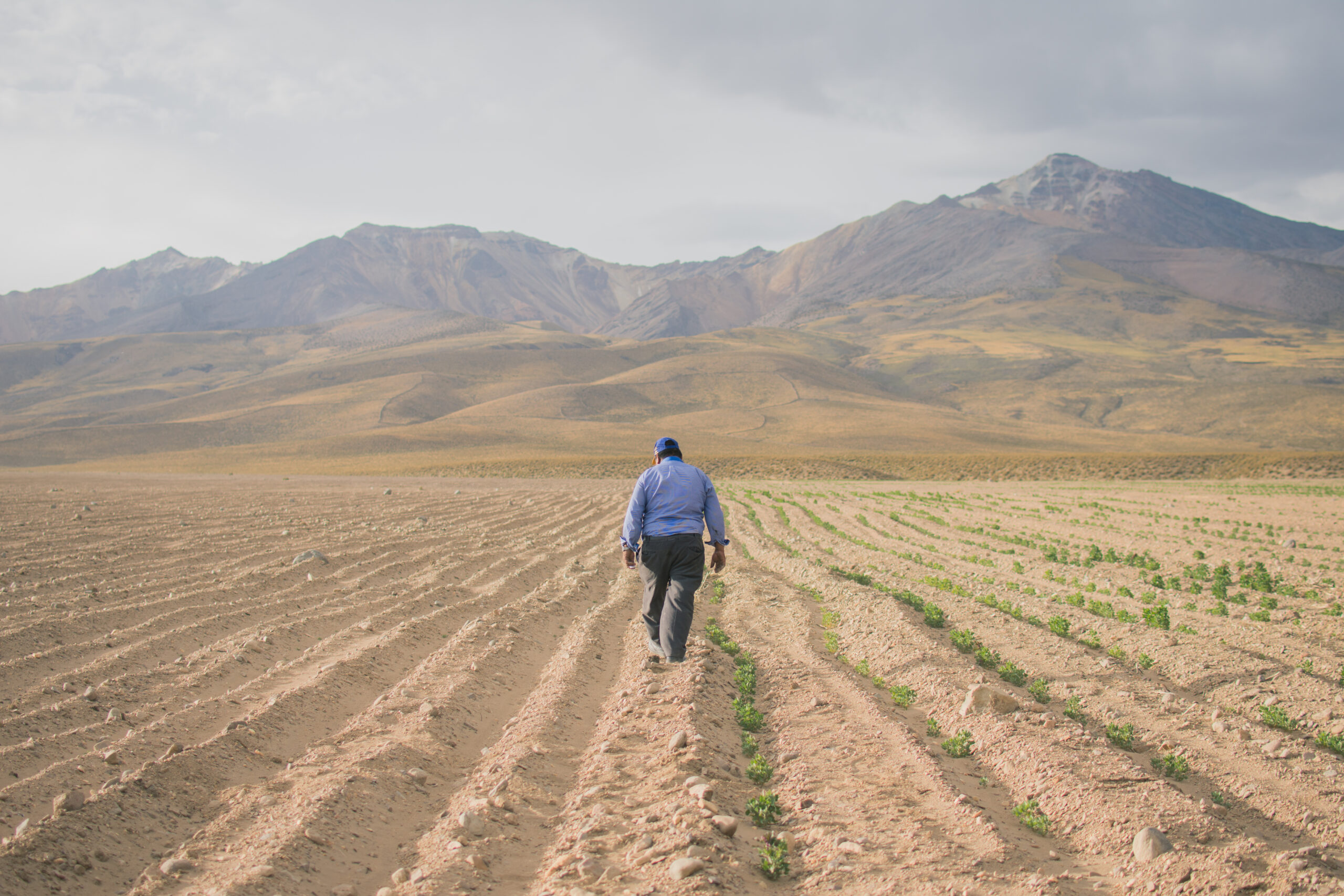 La quinua, el grano de oro golpeado por la crisis climática