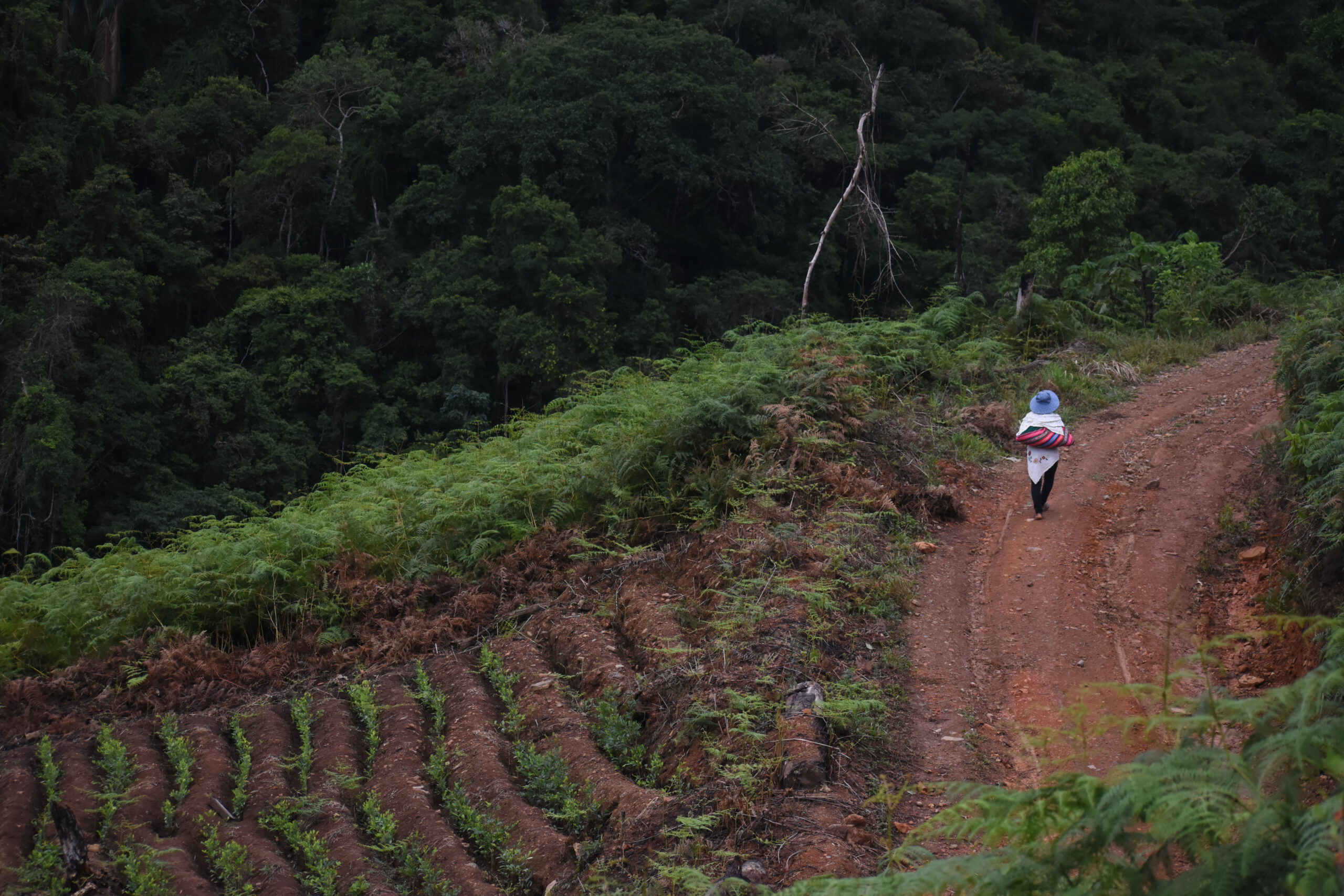 Cultivadoras de coca: entre violencias, luchas y resiliencias
