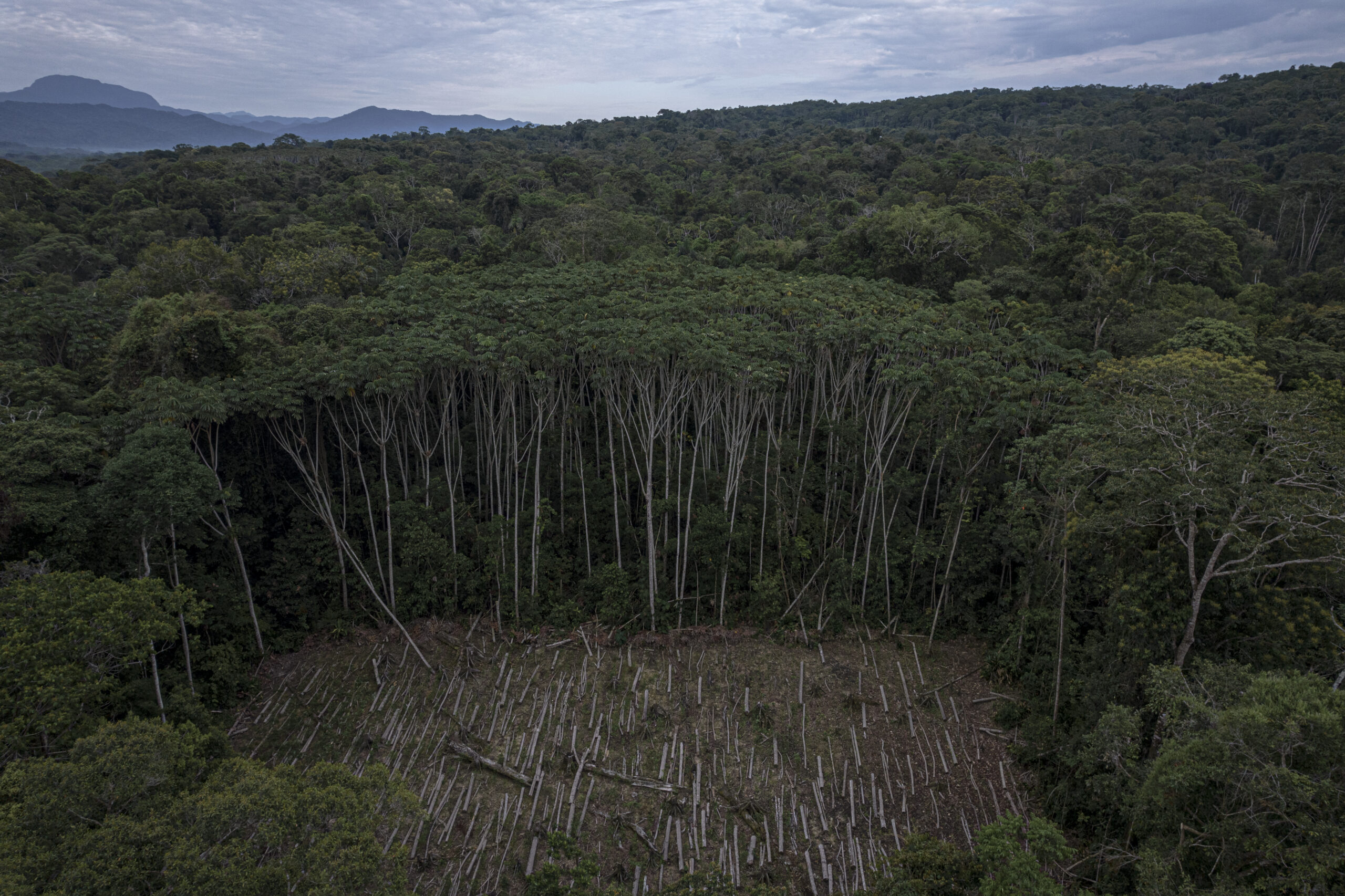 La deforestación para cultivar coca se agudiza en el sur de TIPNIS