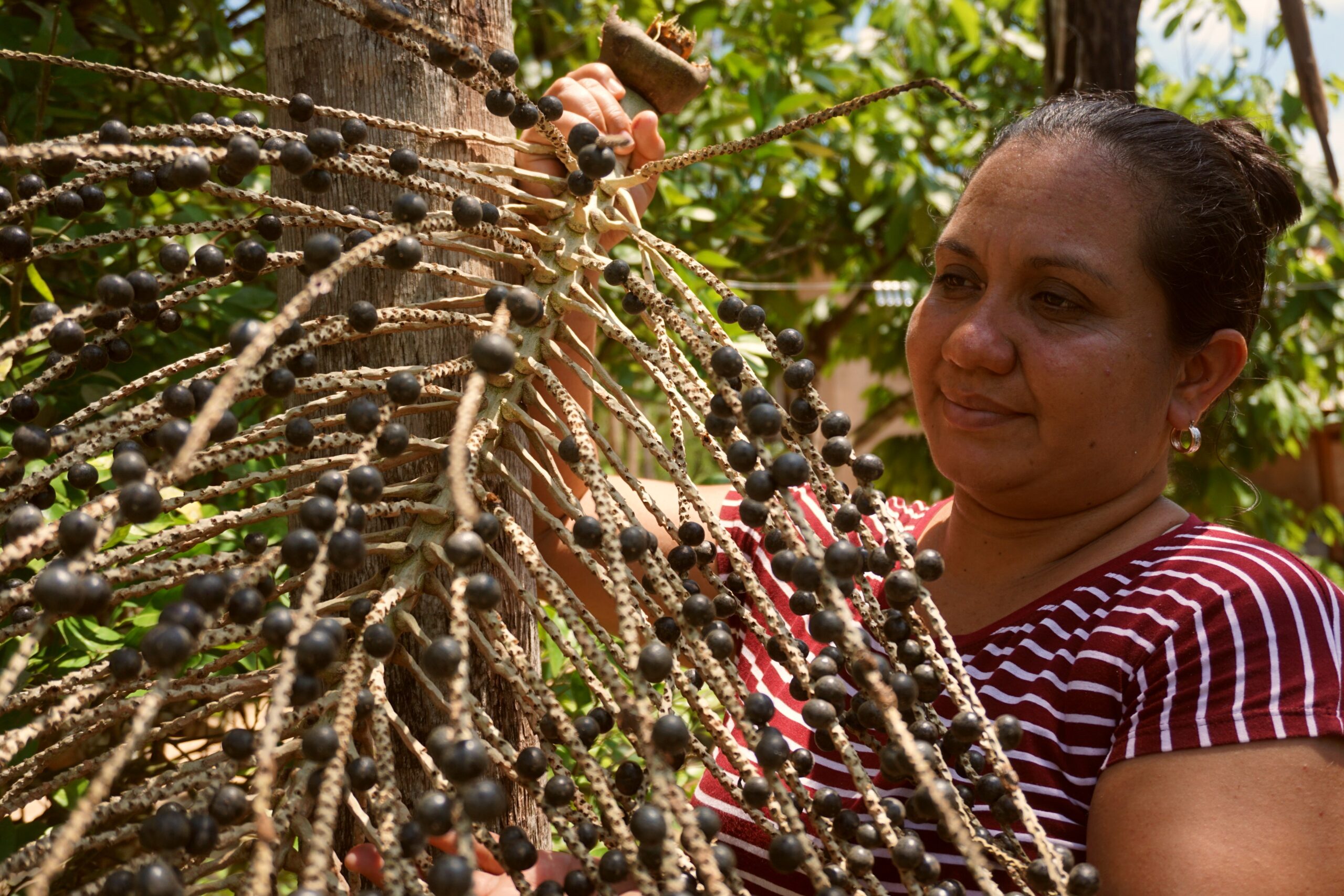 Mujeres, asaí y el cuidado del monte amazónico