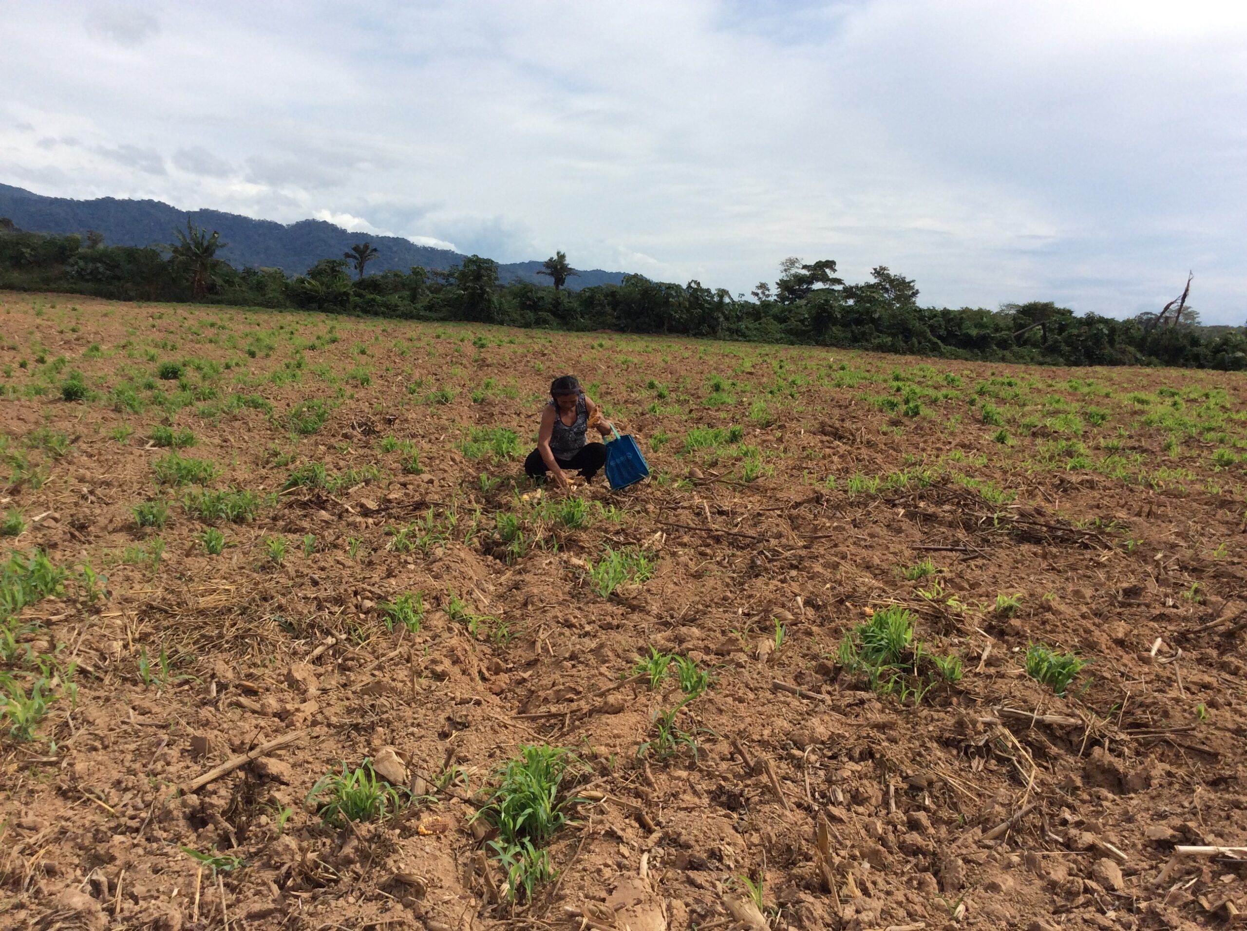 Emapa deja con deudas a productores de maíz en la Amazonía de La Paz