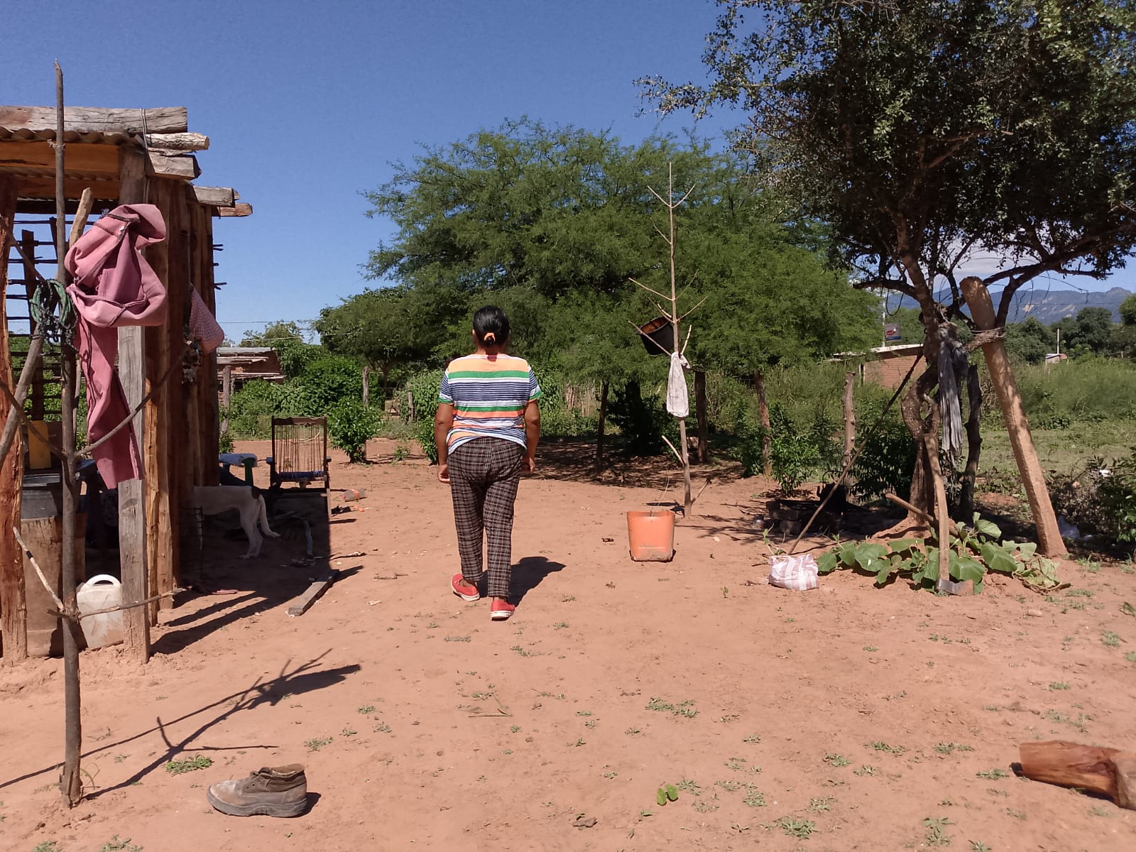 Altas temperaturas y plagas fuerzan la migración de guaraníes bolivianos a Chile