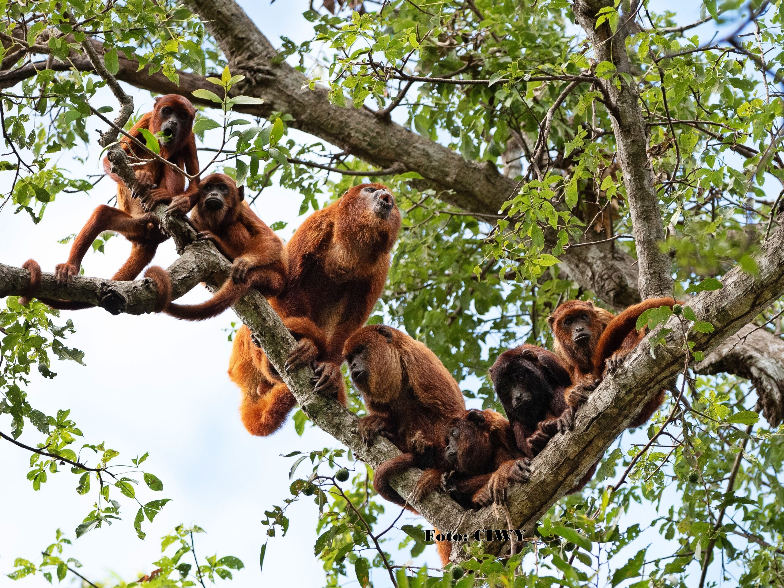 Del tráfico a la Tribu: los monos que aprendieron a vivir otra vez en la selva